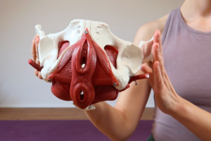 Die drei Muskel-Faszien-Schichten deines Beckenboden stabilisieren sich und arbeiten gemeinsam.