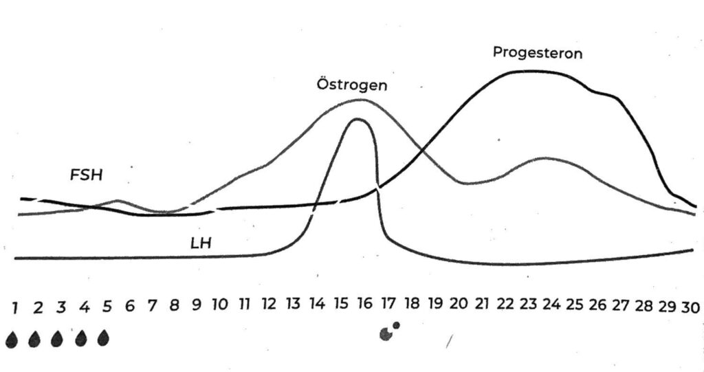 Grafik, die die Zyklusphasen illustriert